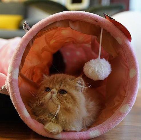 2-in-1 Cat Tunnel Bed